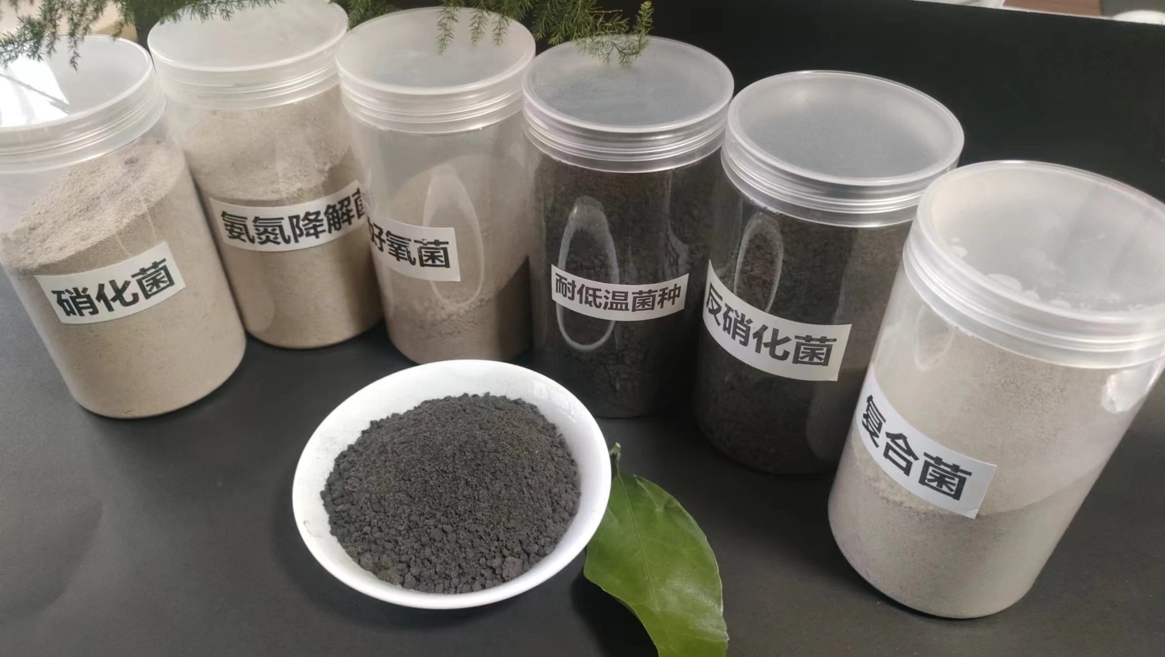 復合菌種在水處理中有哪些作用？